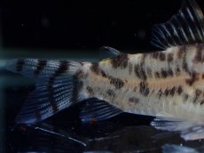 画像3: 【通販 淡水魚】激レア ワイルド個体(雄っぽい)CW111 No10 コリドラス ゼブラリーナ リオジャマンシン産ワイルド (3)