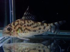 画像4: 【通販 淡水魚】激レア ワイルド個体(雄っぽい)CW111 No10 コリドラス ゼブラリーナ リオジャマンシン産ワイルド (4)