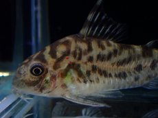 画像5: 【通販 淡水魚】激レア ワイルド個体(雄っぽい)CW111 No10 コリドラス ゼブラリーナ リオジャマンシン産ワイルド (5)