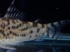 画像6: 【通販 淡水魚】激レア ワイルド個体(雄っぽい)CW111 No10 コリドラス ゼブラリーナ リオジャマンシン産ワイルド (6)