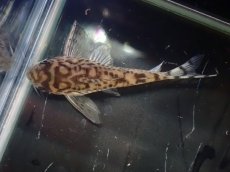 画像7: 【通販 淡水魚】激レア ワイルド個体(雄っぽい)CW111 No10 コリドラス ゼブラリーナ リオジャマンシン産ワイルド (7)