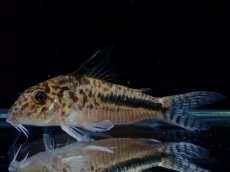 画像1: 【通販 淡水魚】激レア No2 コリドラス セミロングノーズ フィラメントーサス スリナムコランタインリバー産 ワイルド(生体)(熱帯魚)NKCR (1)