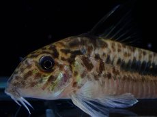 画像2: 【通販 淡水魚】激レア No2 コリドラス セミロングノーズ フィラメントーサス スリナムコランタインリバー産 ワイルド(生体)(熱帯魚)NKCR (2)