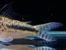 画像3: 【通販 淡水魚】激レア No2 コリドラス セミロングノーズ フィラメントーサス スリナムコランタインリバー産 ワイルド(生体)(熱帯魚)NKCR (3)