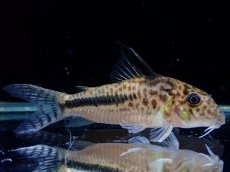 画像4: 【通販 淡水魚】激レア No2 コリドラス セミロングノーズ フィラメントーサス スリナムコランタインリバー産 ワイルド(生体)(熱帯魚)NKCR (4)