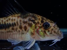 画像5: 【通販 淡水魚】激レア No2 コリドラス セミロングノーズ フィラメントーサス スリナムコランタインリバー産 ワイルド(生体)(熱帯魚)NKCR (5)