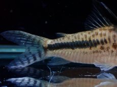 画像6: 【通販 淡水魚】激レア No2 コリドラス セミロングノーズ フィラメントーサス スリナムコランタインリバー産 ワイルド(生体)(熱帯魚)NKCR (6)