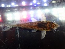 画像7: 【通販 淡水魚】激レア No2 コリドラス セミロングノーズ フィラメントーサス スリナムコランタインリバー産 ワイルド(生体)(熱帯魚)NKCR (7)