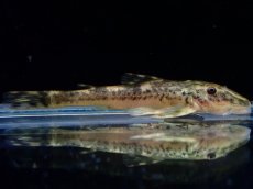 画像1: 【淡水魚】【通販】激レア パラオトシン ナンダエ セアラ産 ワイルド【個体販売】(オトシンクルス)(生体)(熱帯魚)NK (1)