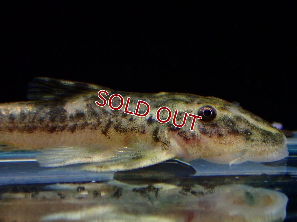 画像2: 【淡水魚】【通販】激レア パラオトシン ナンダエ セアラ産 ワイルド【個体販売】(オトシンクルス)(生体)(熱帯魚)NK (2)