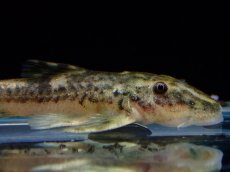 画像2: 【淡水魚】【通販】激レア パラオトシン ナンダエ セアラ産 ワイルド【個体販売】(オトシンクルス)(生体)(熱帯魚)NK (2)