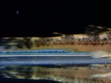 画像3: 【淡水魚】【通販】激レア パラオトシン ナンダエ セアラ産 ワイルド【個体販売】(オトシンクルス)(生体)(熱帯魚)NK (3)
