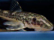 画像4: 【淡水魚】【通販】激レア パラオトシン ナンダエ セアラ産 ワイルド【個体販売】(オトシンクルス)(生体)(熱帯魚)NK (4)