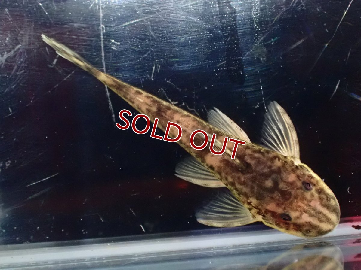 画像5: 【淡水魚】【通販】激レア パラオトシン ナンダエ セアラ産 ワイルド【個体販売】(オトシンクルス)(生体)(熱帯魚)NK (5)