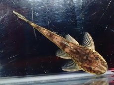 画像5: 【淡水魚】【通販】激レア パラオトシン ナンダエ セアラ産 ワイルド【個体販売】(オトシンクルス)(生体)(熱帯魚)NK (5)