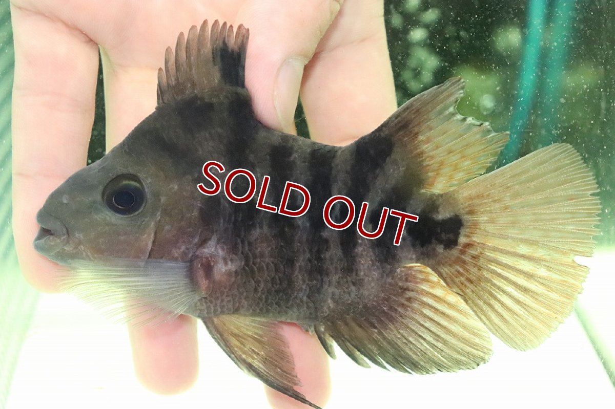 画像2: 【淡水魚】激レア レアカラー No2 ユニコーンパロット【個体販売】(±12cm)（大型魚）（生体）（熱帯魚）NKO (2)