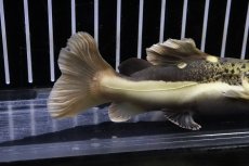 画像3: 【淡水魚】【通販】激安 ショートボディ レッドテールキャット【個体販売】(±11cm)（大型魚）（生体）（熱帯魚）NKO (3)