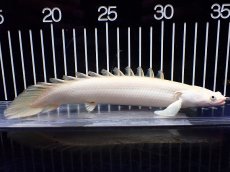 画像1: 【淡水魚】【通販】大特価 大きめ プラチナ ポリプテルス エンドリケリー【個体販売】(±20cm)（大型魚）（生体）（熱帯魚）NKO (1)