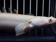 画像2: 【淡水魚】【通販】大特価 大きめ プラチナ ポリプテルス エンドリケリー【個体販売】(±20cm)（大型魚）（生体）（熱帯魚）NKO (2)