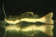 画像1: 【淡水魚】【通販】特価 ショートボディ レッドテールキャット【個体販売】(±13cm)（大型魚）（生体）（熱帯魚）NKO (1)