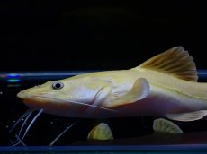 画像2: 【淡水魚】【通販】爆安 大きめ No1 プラチナ レッドテールキャット【個体販売】±17-18cm)（大型魚）（生体）（熱帯魚）NKO (2)