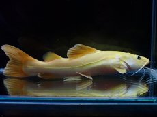 画像4: 【淡水魚】【通販】爆安 大きめ No1 プラチナ レッドテールキャット【個体販売】±17-18cm)（大型魚）（生体）（熱帯魚）NKO (4)