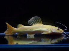 画像1: 【淡水魚】【通販】爆安 大きめ No2 プラチナ レッドテールキャット【個体販売】±17-18cm)（大型魚）（生体）（熱帯魚）NKO (1)