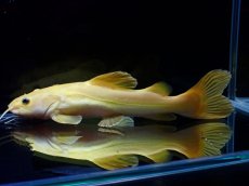 画像1: 【淡水魚】【通販】爆安 大きめ No3 プラチナ レッドテールキャット【個体販売】±17-18cm)（大型魚）（生体）（熱帯魚）NKO (1)