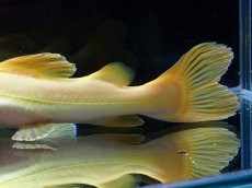 画像3: 【淡水魚】【通販】爆安 大きめ No3 プラチナ レッドテールキャット【個体販売】±17-18cm)（大型魚）（生体）（熱帯魚）NKO (3)