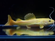 画像4: 【淡水魚】【通販】爆安 大きめ No4 プラチナ レッドテールキャット【個体販売】±17-18cm)（大型魚）（生体）（熱帯魚）NKO (4)