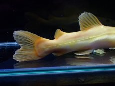 画像3: 【淡水魚】【通販】爆安 大きめ No5 プラチナ レッドテールキャット【個体販売】±17-18cm)（大型魚）（生体）（熱帯魚）NKO (3)