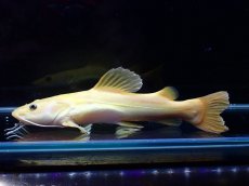 画像4: 【淡水魚】【通販】爆安 大きめ No5 プラチナ レッドテールキャット【個体販売】±17-18cm)（大型魚）（生体）（熱帯魚）NKO (4)
