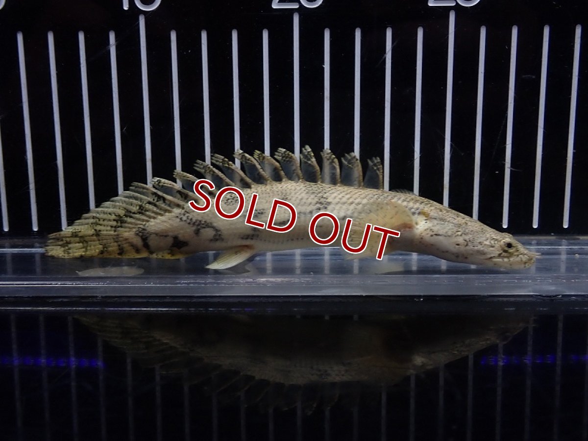 画像1: 【淡水魚】【通販】驚 爆安 No11 ショートボディ ポリプテルス エンドリケリー【個体販売】(±16cm)（大型魚）（生体）（熱帯魚）NKO (1)