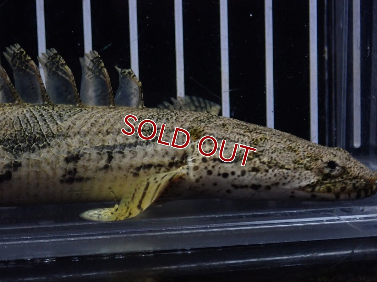 画像2: 【淡水魚】【通販】驚 爆安 No15 ショートボディ ポリプテルス エンドリケリー【個体販売】(±16cm)（大型魚）（生体）（熱帯魚）NKO (2)