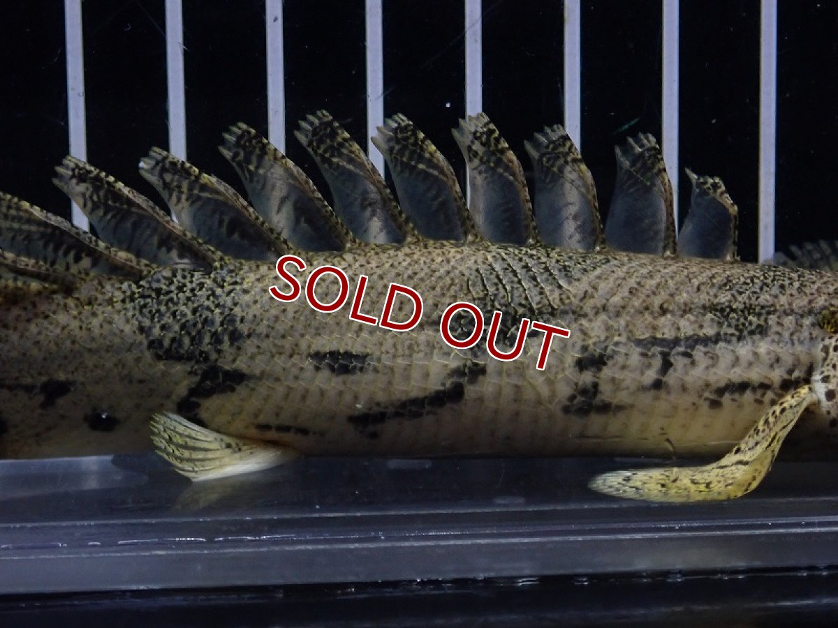 画像3: 【淡水魚】【通販】驚 爆安 No15 ショートボディ ポリプテルス エンドリケリー【個体販売】(±16cm)（大型魚）（生体）（熱帯魚）NKO (3)