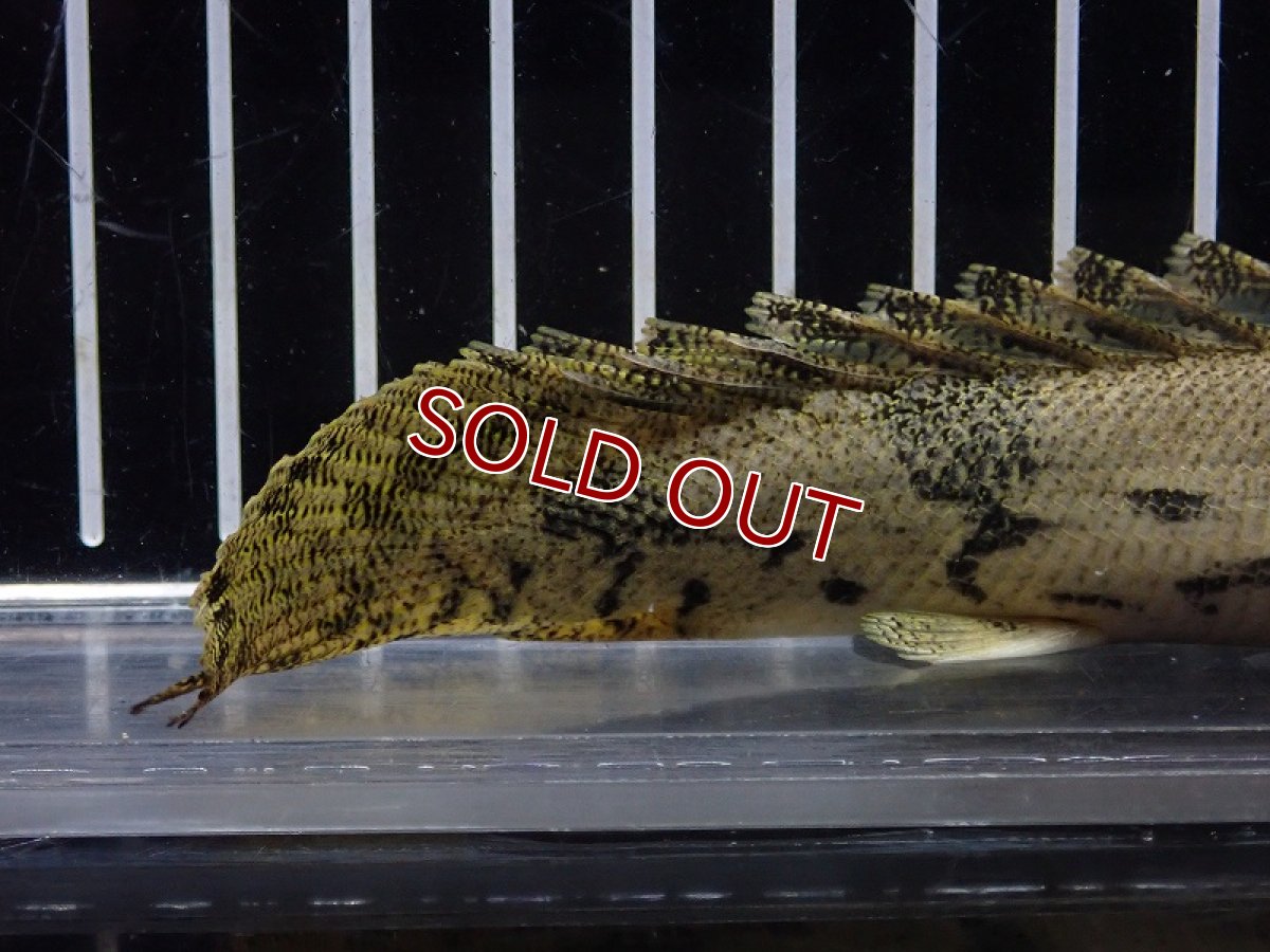 画像4: 【淡水魚】【通販】驚 爆安 No15 ショートボディ ポリプテルス エンドリケリー【個体販売】(±16cm)（大型魚）（生体）（熱帯魚）NKO (4)