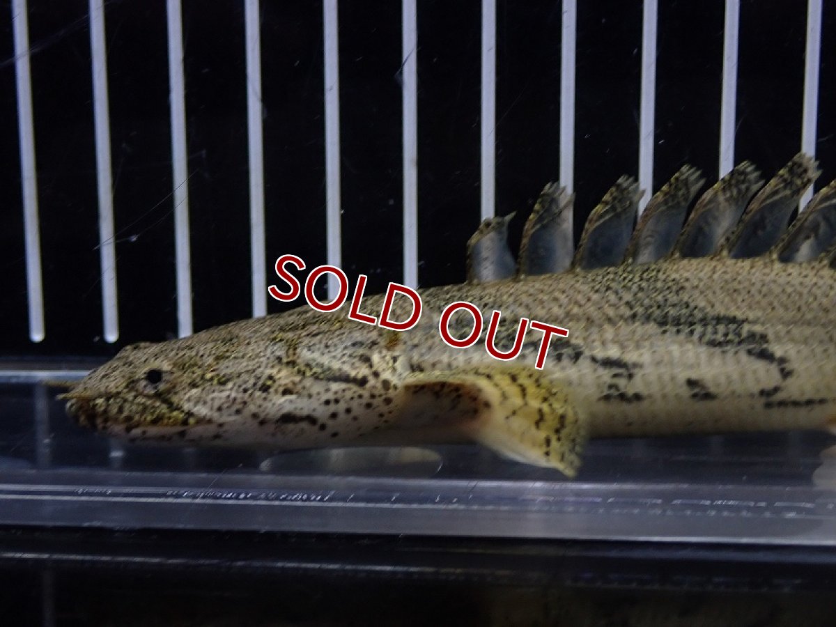 画像6: 【淡水魚】【通販】驚 爆安 No15 ショートボディ ポリプテルス エンドリケリー【個体販売】(±16cm)（大型魚）（生体）（熱帯魚）NKO (6)