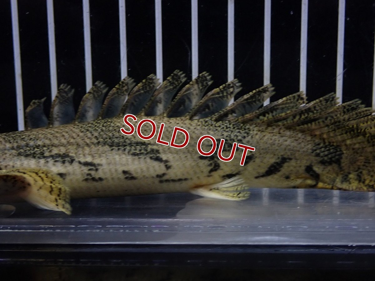 画像7: 【淡水魚】【通販】驚 爆安 No15 ショートボディ ポリプテルス エンドリケリー【個体販売】(±16cm)（大型魚）（生体）（熱帯魚）NKO (7)