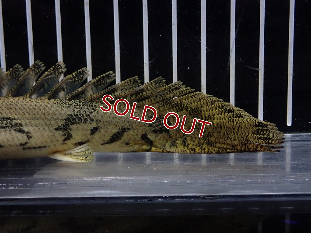 画像8: 【淡水魚】【通販】驚 爆安 No15 ショートボディ ポリプテルス エンドリケリー【個体販売】(±16cm)（大型魚）（生体）（熱帯魚）NKO (8)