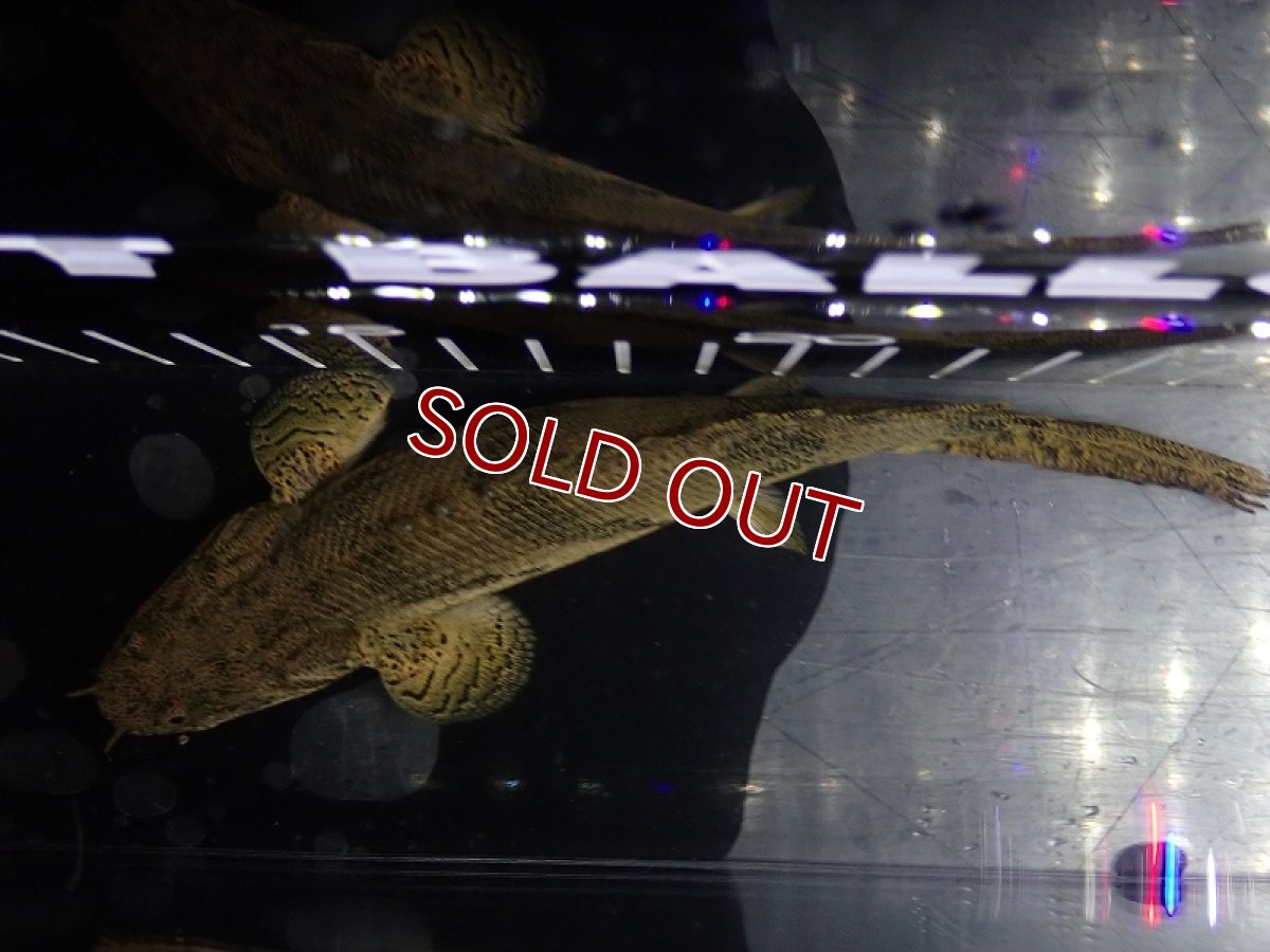 画像9: 【淡水魚】【通販】驚 爆安 No15 ショートボディ ポリプテルス エンドリケリー【個体販売】(±16cm)（大型魚）（生体）（熱帯魚）NKO (9)