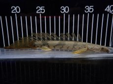 画像1: 【淡水魚】【通販】爆安 No3 ポリプテルス ロングフィン エンドリケリー【個体販売】(±20cm)(大型魚)(生体)(熱帯魚)NKO (1)