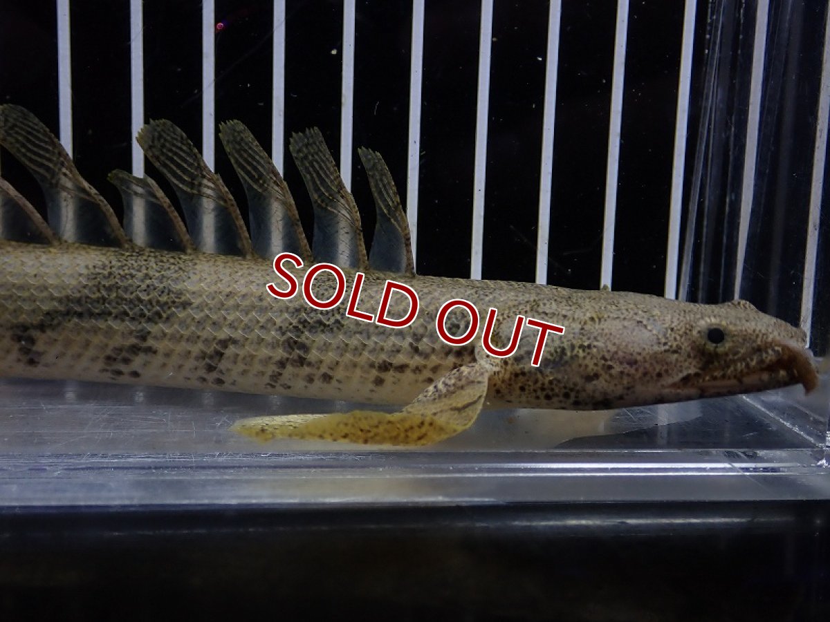 画像2: 【淡水魚】【通販】爆安 No3 ポリプテルス ロングフィン エンドリケリー【個体販売】(±20cm)(大型魚)(生体)(熱帯魚)NKO (2)