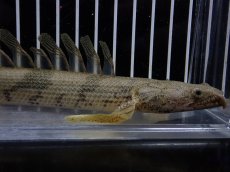画像2: 【淡水魚】【通販】爆安 No3 ポリプテルス ロングフィン エンドリケリー【個体販売】(±20cm)(大型魚)(生体)(熱帯魚)NKO (2)