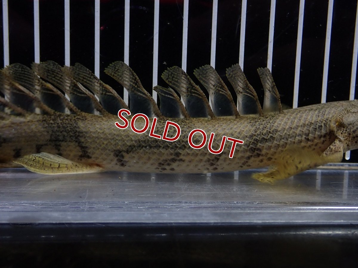 画像3: 【淡水魚】【通販】爆安 No3 ポリプテルス ロングフィン エンドリケリー【個体販売】(±20cm)(大型魚)(生体)(熱帯魚)NKO (3)