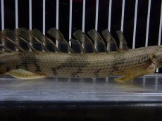 画像3: 【淡水魚】【通販】爆安 No3 ポリプテルス ロングフィン エンドリケリー【個体販売】(±20cm)(大型魚)(生体)(熱帯魚)NKO (3)