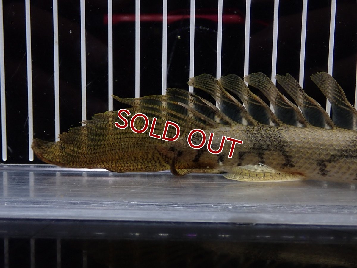 画像4: 【淡水魚】【通販】爆安 No3 ポリプテルス ロングフィン エンドリケリー【個体販売】(±20cm)(大型魚)(生体)(熱帯魚)NKO (4)