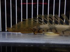 画像4: 【淡水魚】【通販】爆安 No3 ポリプテルス ロングフィン エンドリケリー【個体販売】(±20cm)(大型魚)(生体)(熱帯魚)NKO (4)