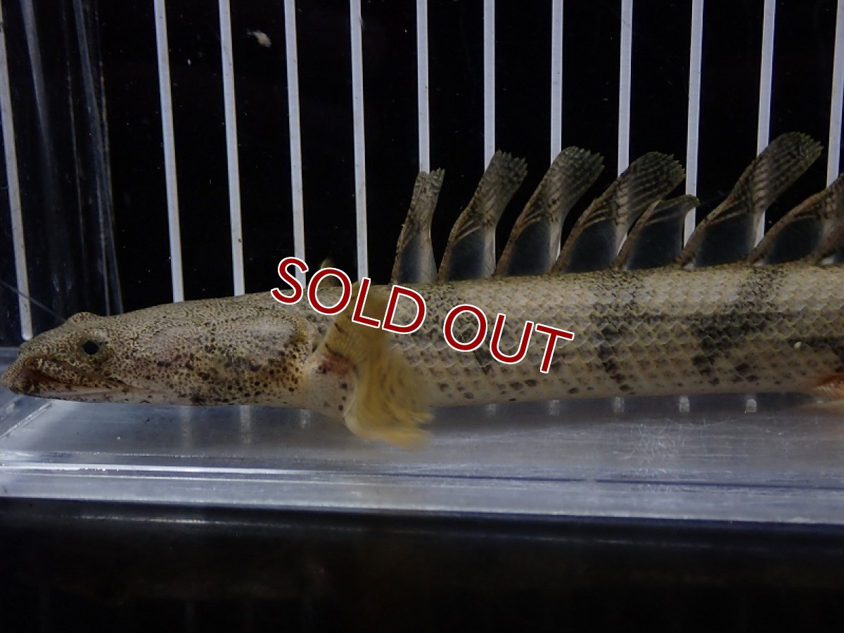 画像6: 【淡水魚】【通販】爆安 No3 ポリプテルス ロングフィン エンドリケリー【個体販売】(±20cm)(大型魚)(生体)(熱帯魚)NKO (6)