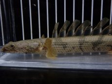 画像6: 【淡水魚】【通販】爆安 No3 ポリプテルス ロングフィン エンドリケリー【個体販売】(±20cm)(大型魚)(生体)(熱帯魚)NKO (6)