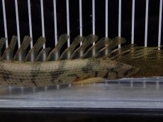 画像7: 【淡水魚】【通販】爆安 No3 ポリプテルス ロングフィン エンドリケリー【個体販売】(±20cm)(大型魚)(生体)(熱帯魚)NKO (7)